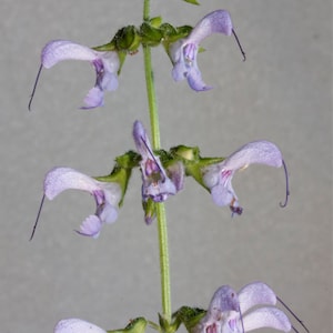 Sage Dan Shen Salvia  herb seed 20