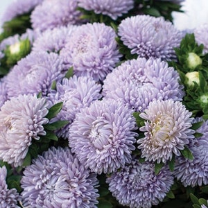 Lavender Aster Seeds: Lady Coral Variety, 50 Seeds