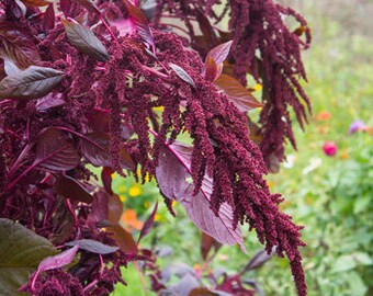 Hopi Red Dye gecertificeerd biologisch zaad 40