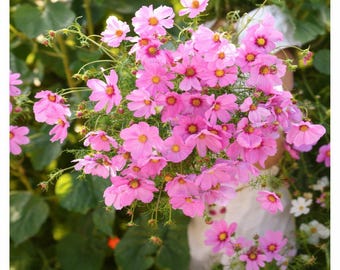 Gloria Cosmos Flower Seed