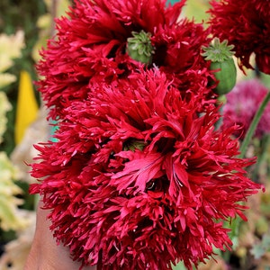 Crimson Feathers Poppy  heirloom seed 20
