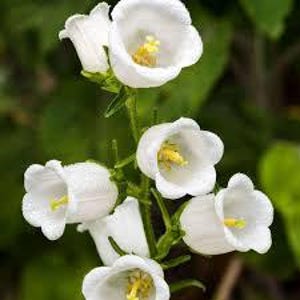 Op de afbeelding: Een tros witte klokvormige bloemen met gele centra, bloeiend op een groene stengel.