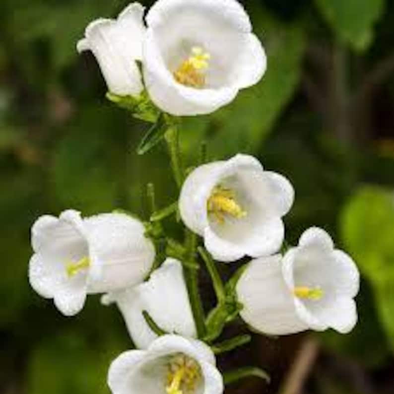 Op de afbeelding: Een tros witte klokvormige bloemen met gele centra, bloeiend op een groene stengel.