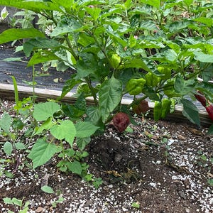 Könnte beinhalten: Nahaufnahme einer Pfefferpflanze mit grünen und roten Paprikaschoten, die darauf wachsen. Die Pflanze befindet sich in einem Gartenbeet mit brauner Erde und weißem Mulch.