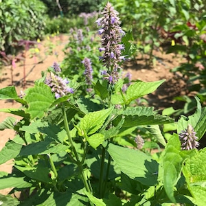 Minze koreanische Bio-Saat 20