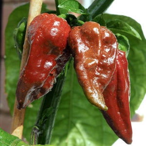 Pepper Black Naga Pepper seeds 10