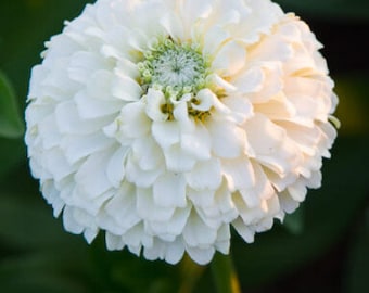 Zinnia Oklahoma white seed 50