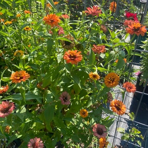 Zinnia zinderella Orange flower seeds 45