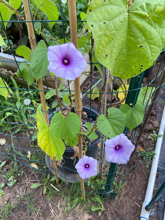 Buy Moonflower Lavender Moon Flower Vine Seeds 10 Online in India - Etsy