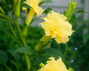 Semillas de bailarina de metal amarillo Datura 10