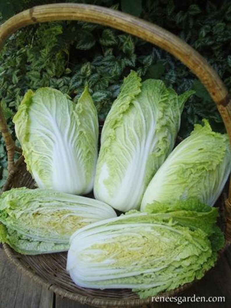 Baby Napa cabbage little jade seeds 10 | Etsy