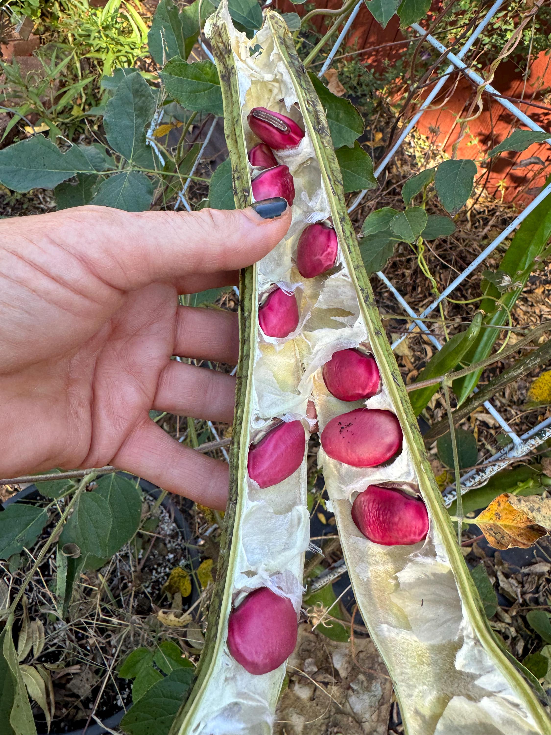 Bean Sword (canavlia Gladiata ) Jack and the Beanstalk Seeds