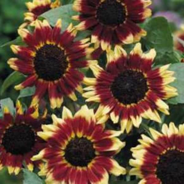 Sunflower Florenza seeds 25