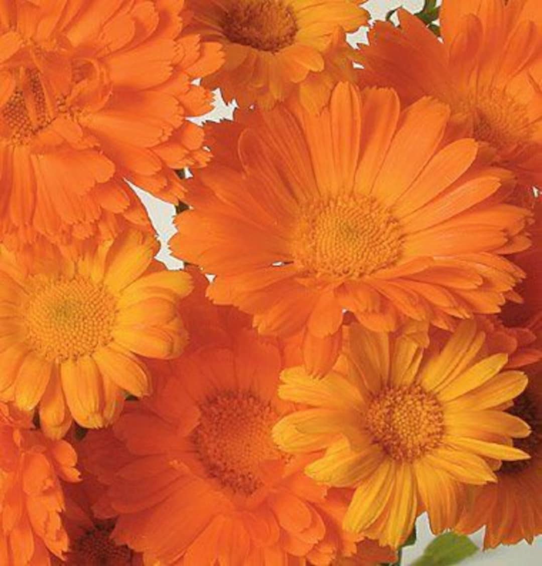 Calendula Alpha Organic Flower Seed 60 - Etsy