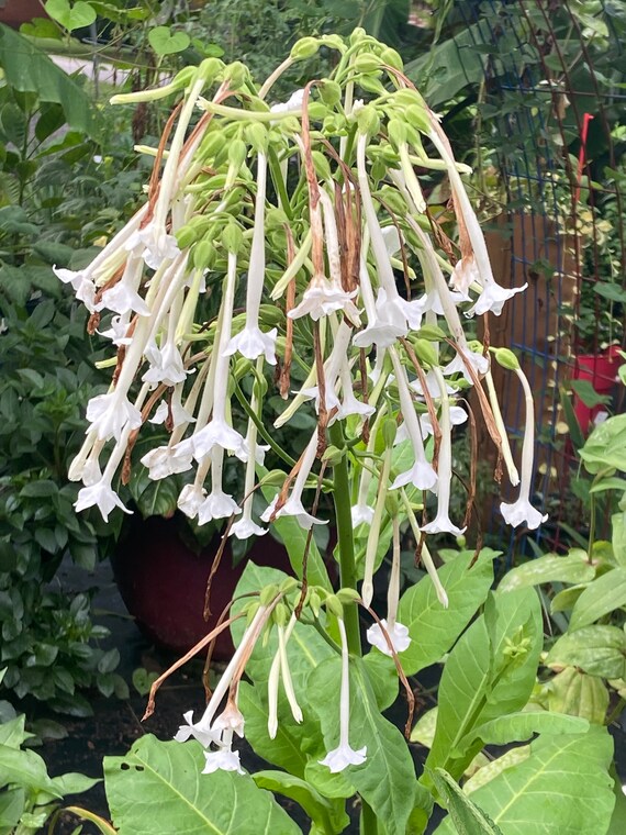 trumpet shaped flower related to tobacco plant Nicotiana Tobacco Flower Seeds 50