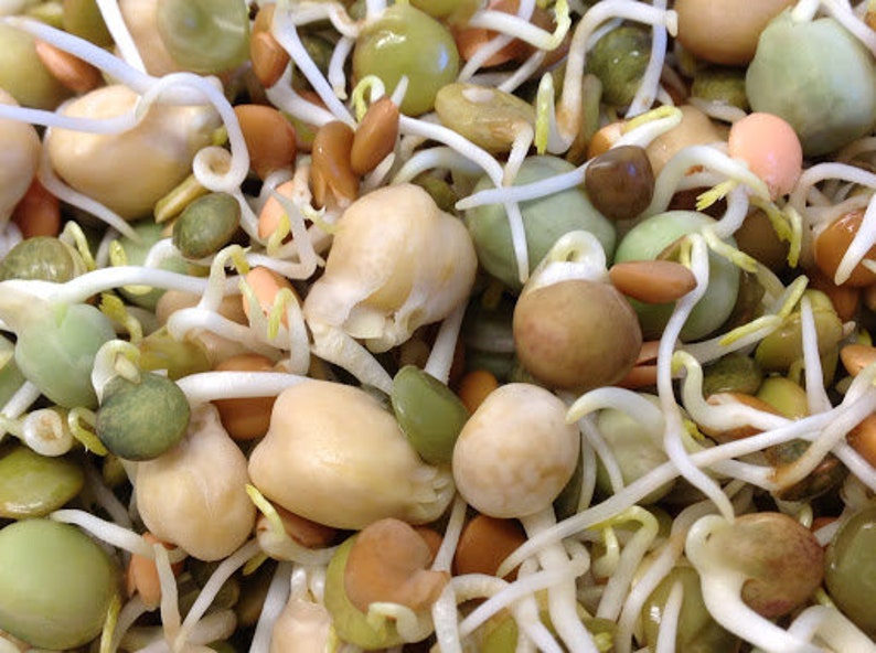 Sprouts Garbanzo Bean Seeds 30 Etsy