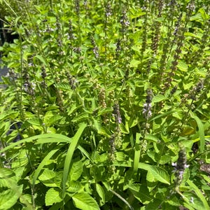 Basil Seed collection, choose your variety, heirloom organic non-GMO