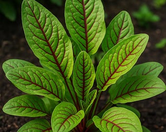 Semillas de hierba heirloom Sorrel Dock Bloody 25