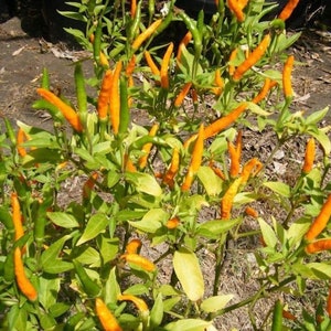 Pepper orange hot Thai seeds 10