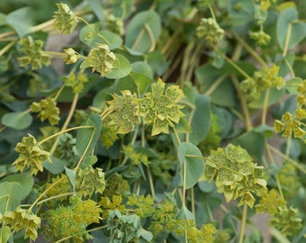 Bupleurum Green gold seed 50