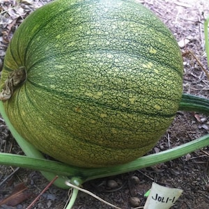 Pumpkin Jack-o’-lantern pumpkin seeds 20