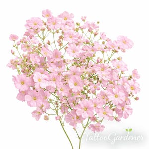 Semilla de flor rosa de aliento de bebé imagen 1