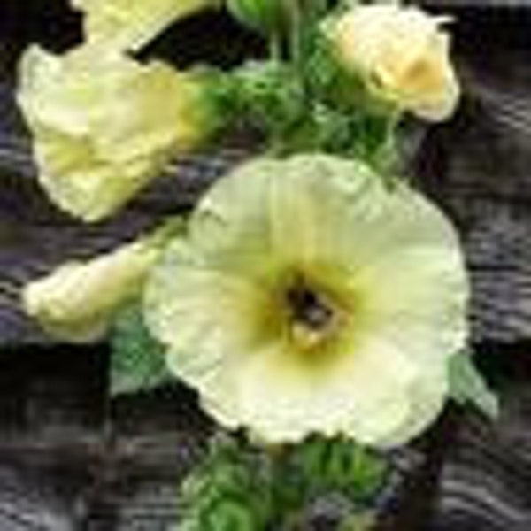 Hollyhock Henry Vlll lemon Heirloom flower seed 30