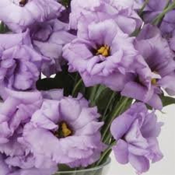 Lisianthus voyage 2 lavender flower seed 25