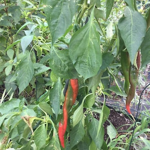Pepper Thick skin Cayenne pepper seeds 25