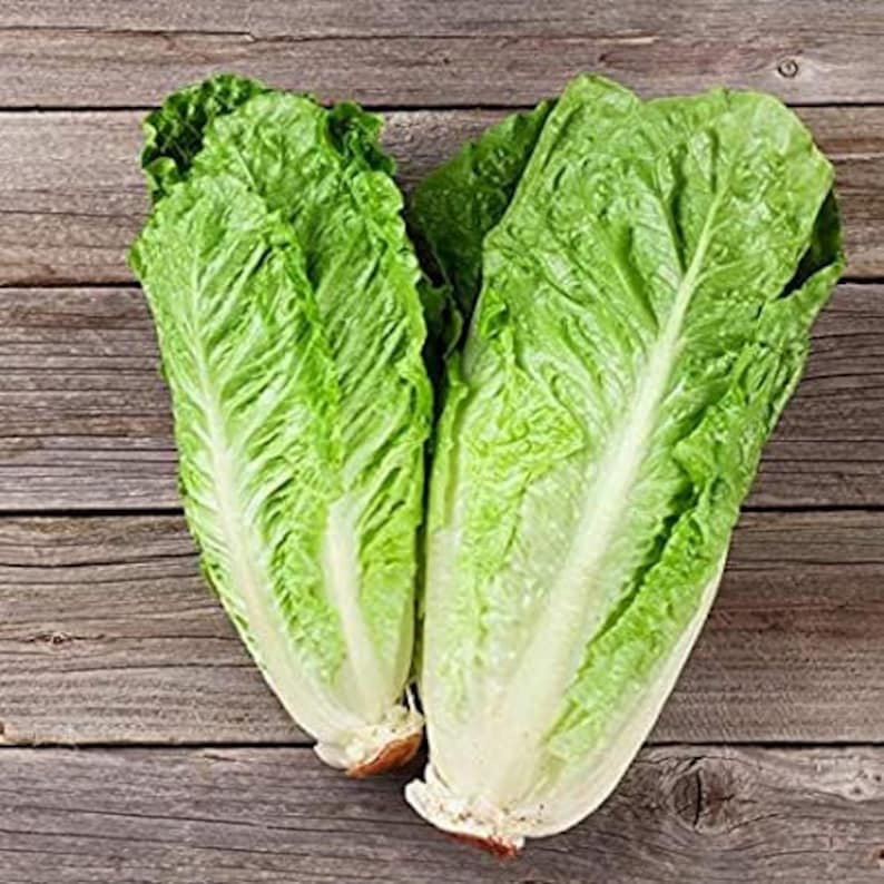 Lettuce Romaine Monte Carlo Pelleted 100 Etsy