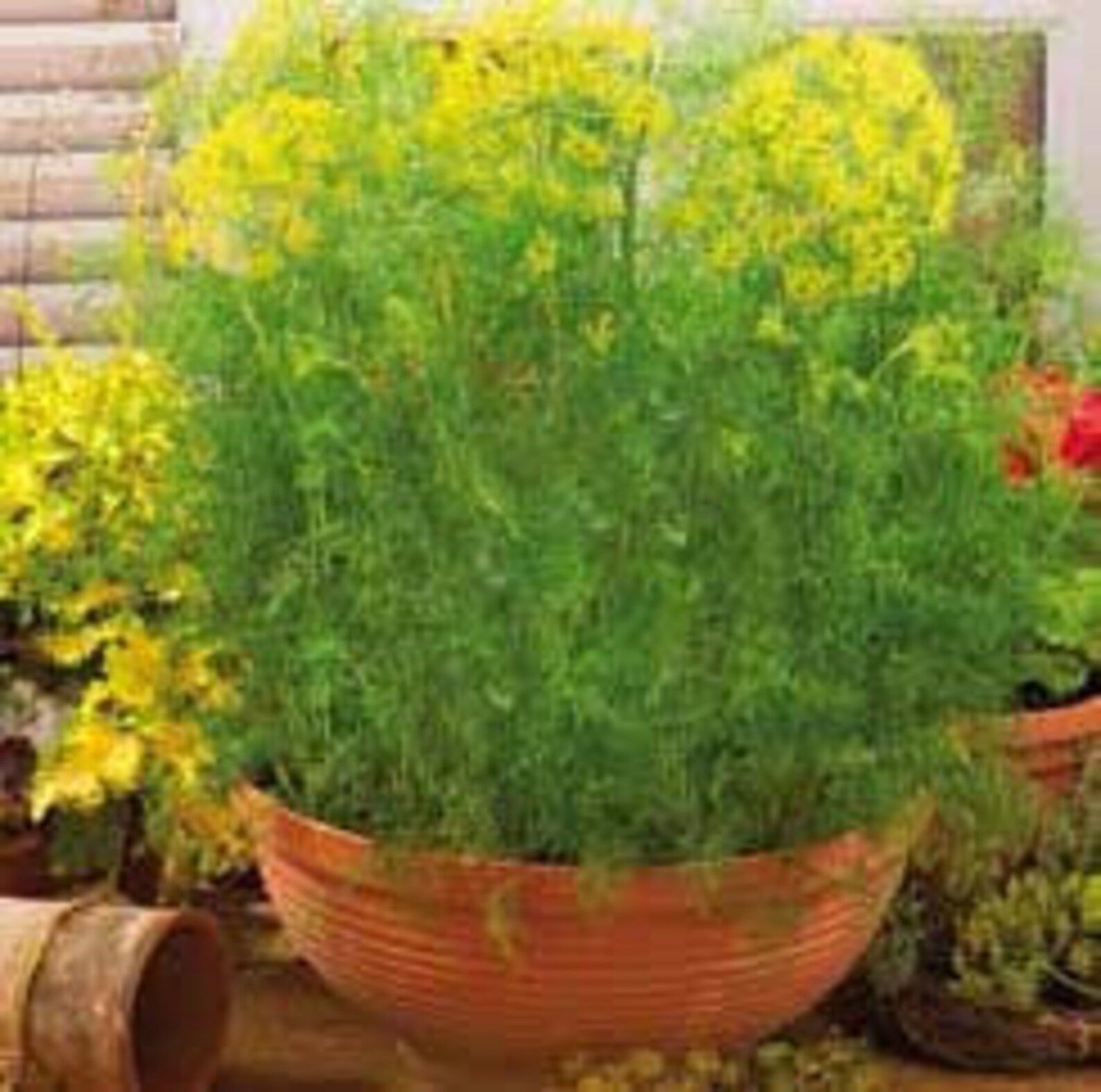Dill Tetra Dill Seeds 35 Etsy UK