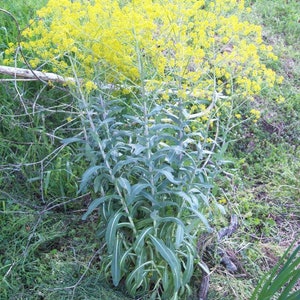 Isatis Tinctoria Woad seed 5 image 1