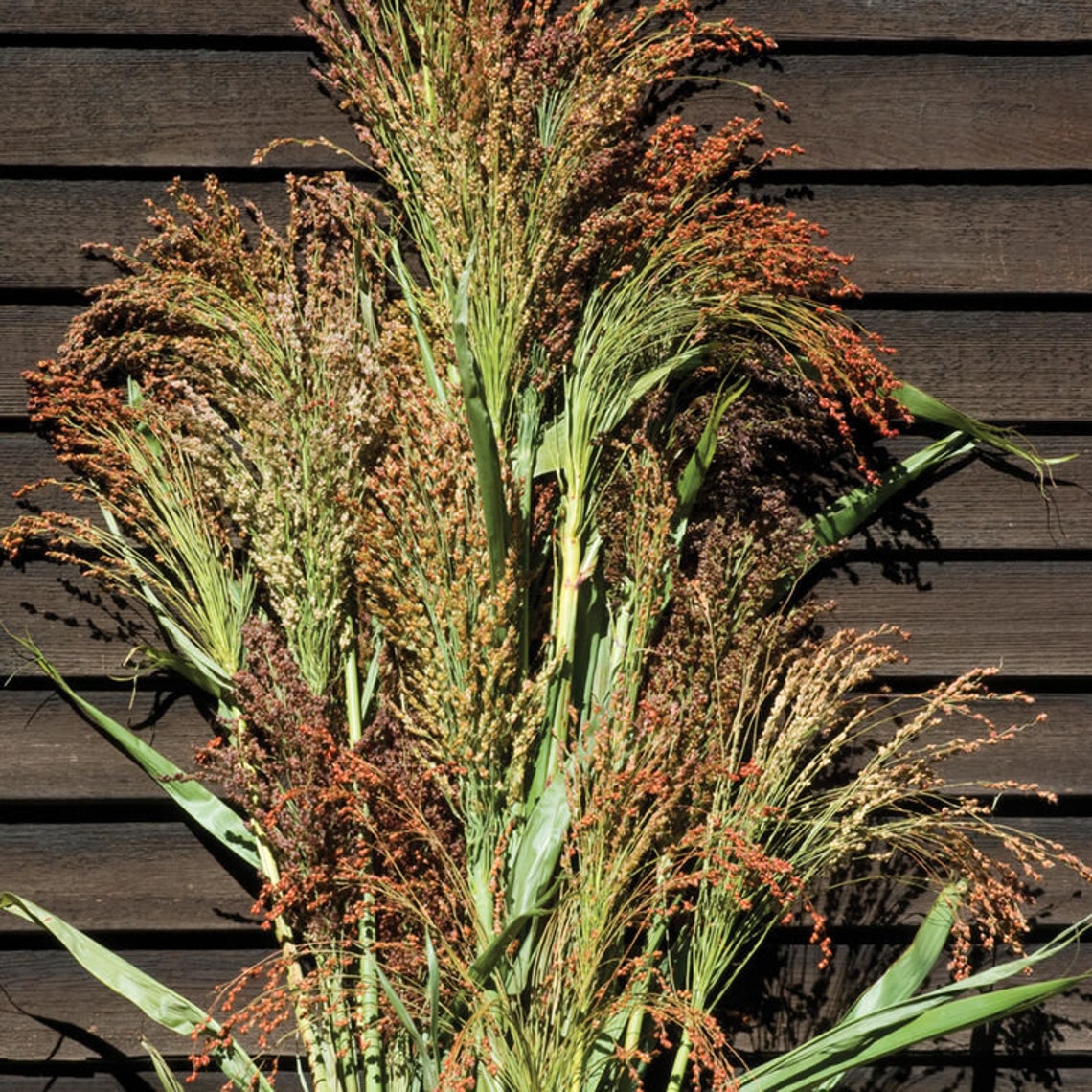 Corn Mixed Broom Corn Seed 75 - Etsy