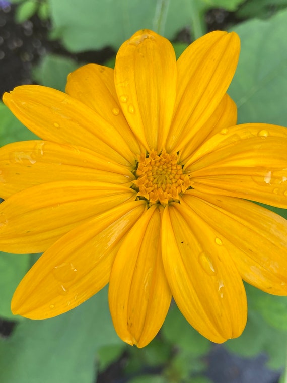 Sunflower Aztec Sun Flower Heirloom Seed 50 - Etsy Ireland