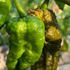Pepper Bhut Jolokia Mustard seed 10