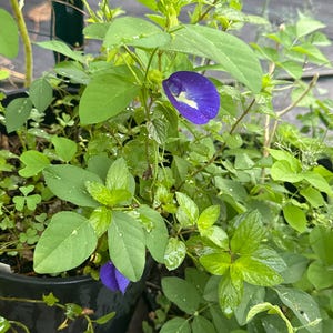 以下が含まれることがあります： 鮮やかな濃い青色のフード状の花びらと白と黄色の中心部を持つクリトリア・テルナテア（バタフライピー）の植物。黒いプラスチック製の容器の中で、緑豊かな楕円形の葉と細い茎が伸びている様子。
