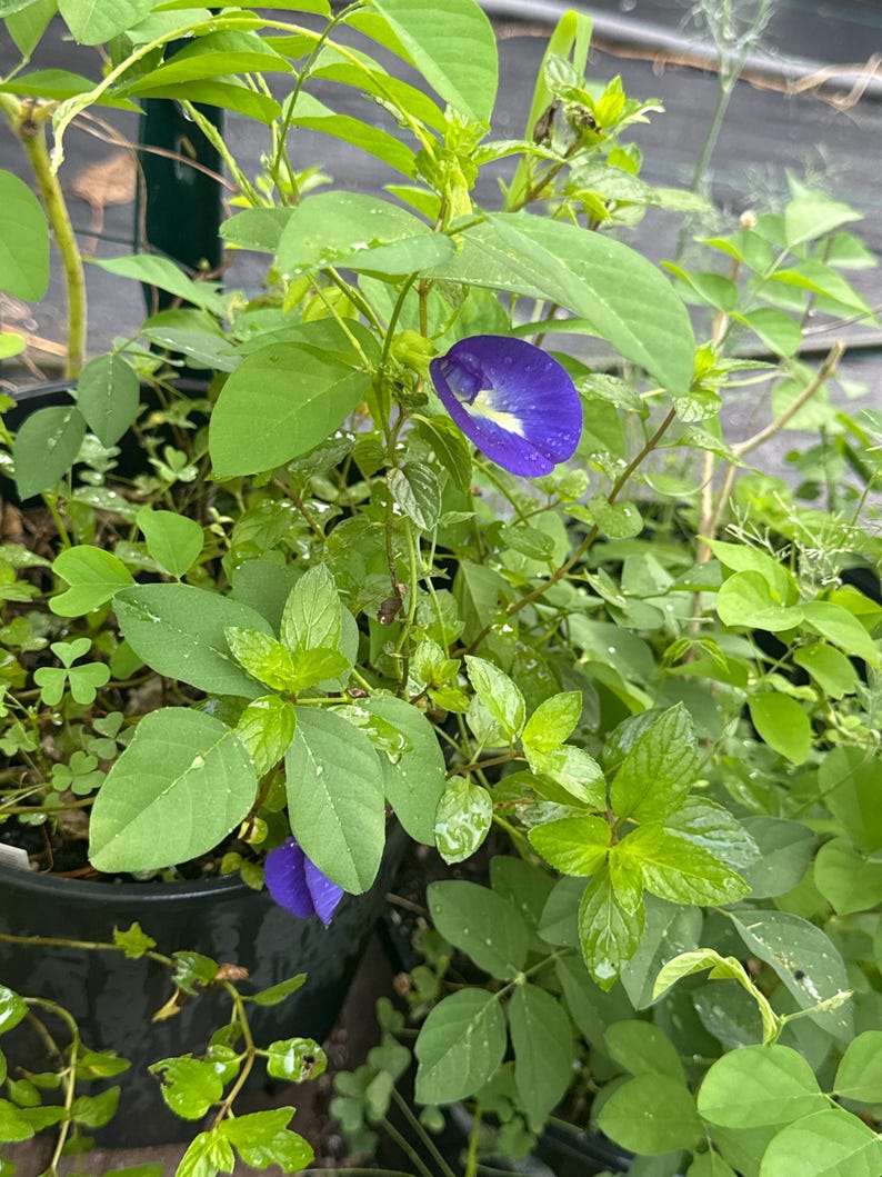 以下が含まれることがあります： 鮮やかな濃い青色のフード状の花びらと白と黄色の中心部を持つクリトリア・テルナテア（バタフライピー）の植物。黒いプラスチック製の容器の中で、緑豊かな楕円形の葉と細い茎が伸びている様子。
