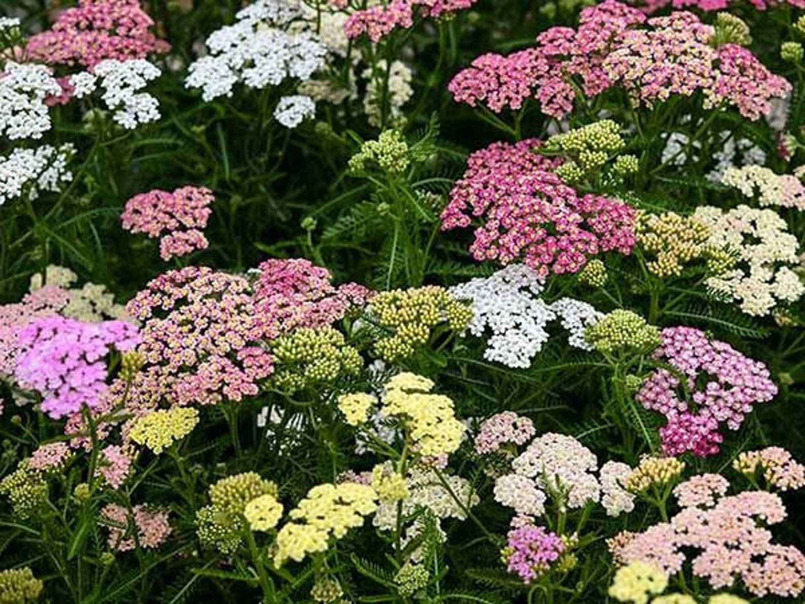 Yarrow Colorado Mix Heirloom Seeds 25 Etsy
