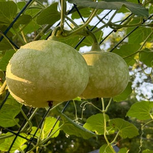 Gourd calabash seeds 5