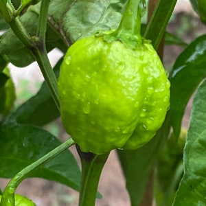 Pepper Chocolate Bhutlah pepper seeds 10
