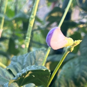Sementes de ervilha Blue Shelling Heirloom 50
