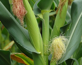 Corn honey select yellow sweet corn seed 150