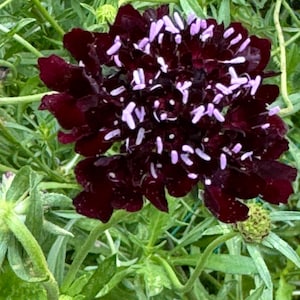 Black Beauty scabiosa samen 50
