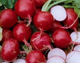 Radish early scarlet global seeds 50