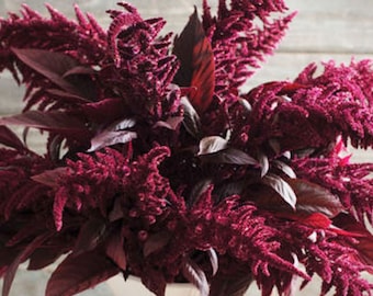 Amaranth Red Spike seeds 100