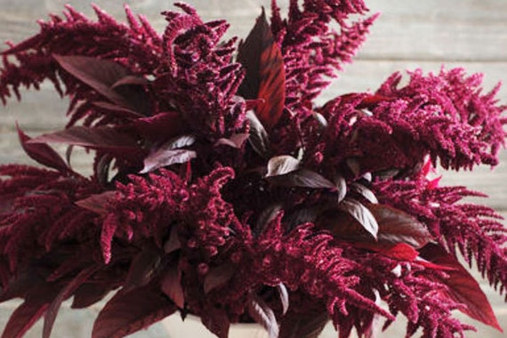 Amaranth Red Spike seeds 100