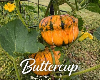 Buttercup Burgess Strain Squash Seeds 30