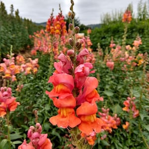 Snapdragon orange wonder seeds 50