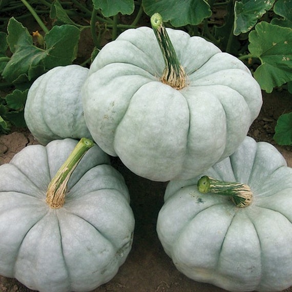 ●BLUE ELEPHANT● KONA pumpkin 5005368531 KONA pumpkin - BLUE ELEPHANT