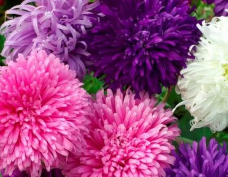 Aster china giant perfection mix Flower seeds 20